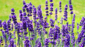Melhore suas noites de sono com estas 6 plantas para o seu quarto