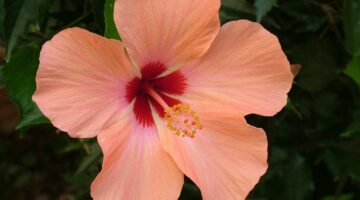 Para que serve o chá de hibisco? Veja principais benefícios e como preparar