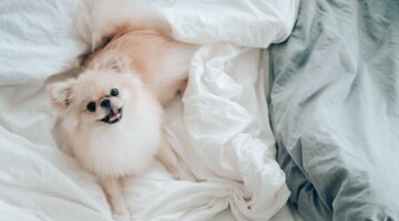 Audição canina: saiba como os cachorros escutam sons e ruídos