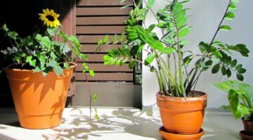 Estas 5 plantas têm a fama de atrair azar; descubra quais são