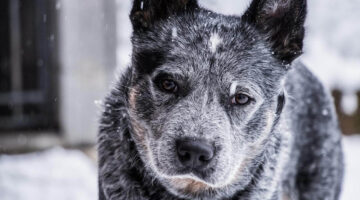 Coisas que os tutores fazem e os cachorros não gostam nem um pouco