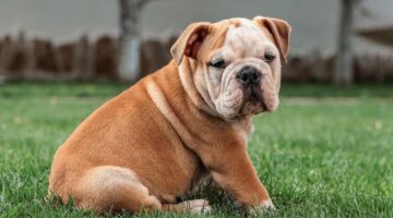 Confira 5 coisas que o seu cachorro faz melhor do que você