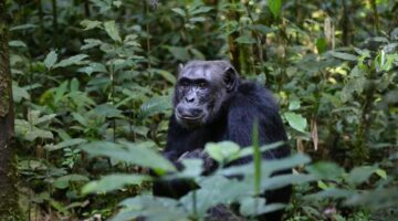 Animais mais inteligentes do mundo: 7 espécies com alta capacidade mental