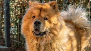 Confira 7 raças de cachorros que correm risco de extinção