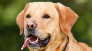 Você sabe quais são os tipos sanguíneos nos cachorros? Confira aqui