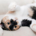 Gatos mais carinhosos do mundo: lista completa com 5 raças