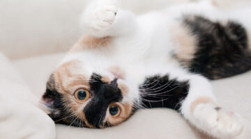 Gatos podem ser adestrados? Confira 5 dicas para treinar o seu pet