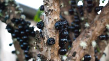 Jabuticaba combate excesso de colesterol? Confira benefícios