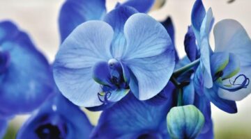 Podem ser cultivadas em casa: 5 plantas que não precisam de muita luz