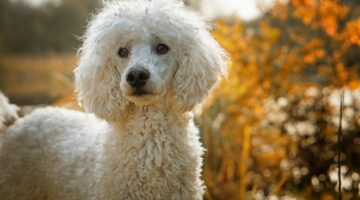 Melhores raças de cachorro para tutores iniciantes; veja 7 opções