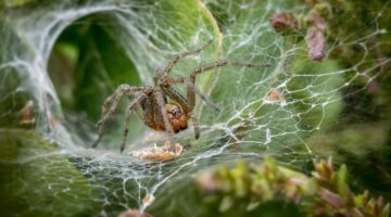 Qual é a maior aranha do mundo? Descubra aqui