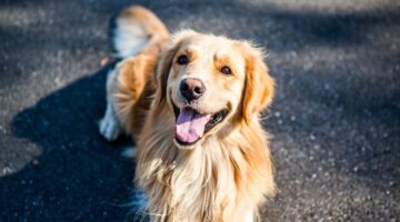 Esta é a idade em que os cães se tornam idosos