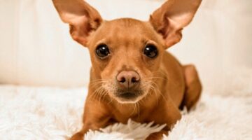 Tamanho não é documento: veja 7 curiosidades sobre a raça Pinscher