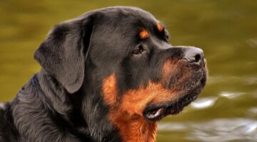 Afinal, qual raça de cachorro tem a mordida mais forte do mundo?
