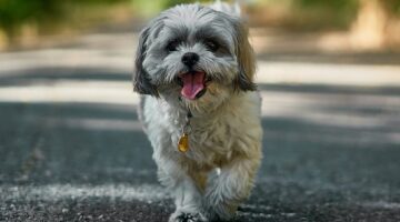 Estas são as raças de cães que fazem menos barulho