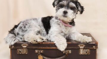 Confira 3 ótimas dicas de como levar o seu pet em viagens de ônibus