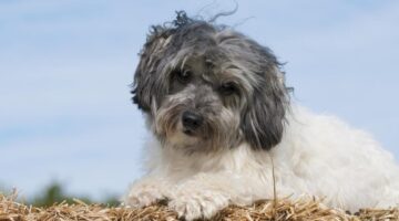 Por que os cachorros insistem em comer sujeira? Entenda o motivo