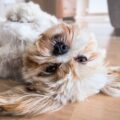 Quais são os 5 cachorros mais carinhosos do mundo?