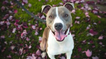Estas 3 raças de cachorro geralmente são confundidas com Pit Bull; veja quais