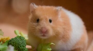 Os melhores pets para apartamentos