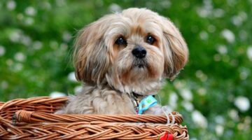 Cachorros que não crescem muito: veja lista com 11 raças