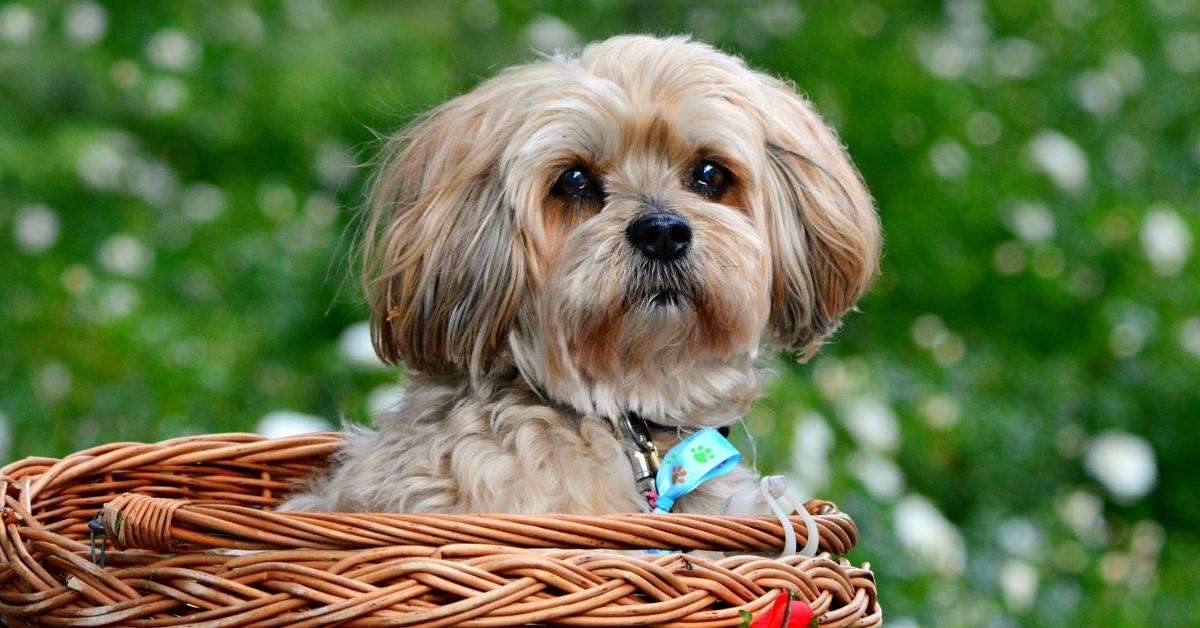 curiosidades sobre Lhasa Apso