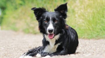 Confira 7 coisas que o seu cachorro odeia que você faça