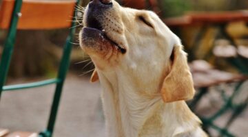 Cachorros sentem quando estão prestes a morrer? Entenda