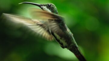 Estes 5 animais só existem na Amazônia; veja lista completa