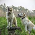 Aprontam muito! Veja os 5 cachorros mais bagunceiros