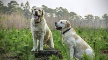 Aprontam muito! Veja os 5 cachorros mais bagunceiros