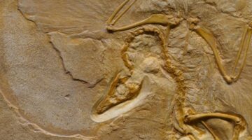 5 animais que vieram “depois” dos dinossauros: veja a lista completa