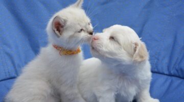 Como acostumar cães e gatos a conviverem juntos? Veja 5 dicas