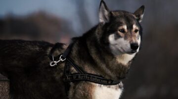 Cachorros que se parecem com lobos: veja lista com 5 raças incríveis