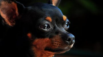 Afinal, qual é o menor cachorro da raça Pinscher que existe no mundo?