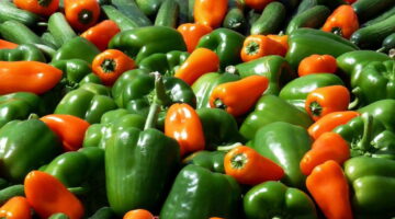 Pimentão é fonte de vitaminas B e E: veja 5 grandes benefícios do legume