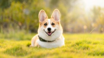 O que é pedigree de um pet e para que serve? Confira aqui
