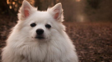 Este alimento popular atua como vermífugo natural para cães