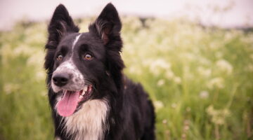 Quais os cachorros mais inteligentes do mundo? Veja ranking com top 5