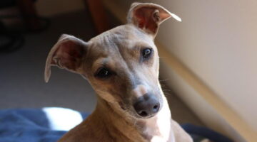Cachorros que mais se adaptam ao calor; veja lista com 11 raças