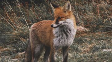 Qual animal é você? Veja significados de 5 animais que são “místicos”