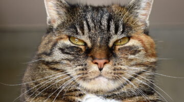 4 dicas para fazer com que seus gatos não subam no balcão da sua cozinha