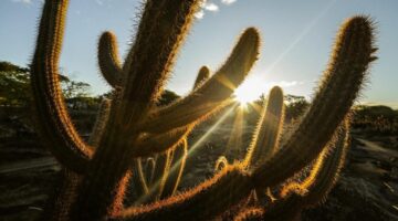 Caatinga: veja 5 fatos surpreendentes sobre o bioma brasileiro