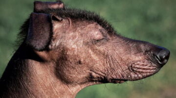 Xoloitzcuintli: raça “calva” de cachorro é uma das mais antiga do mundo