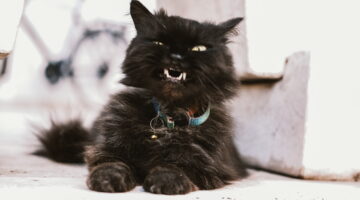 Você pode estar acariciando seu gato de maneira errada e não sabe disso