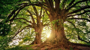 Dia da Árvore (21/09): veja as 5 cidades mais arborizadas do Brasil