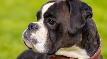 5 raças de cachorros que geralmente não latem muito