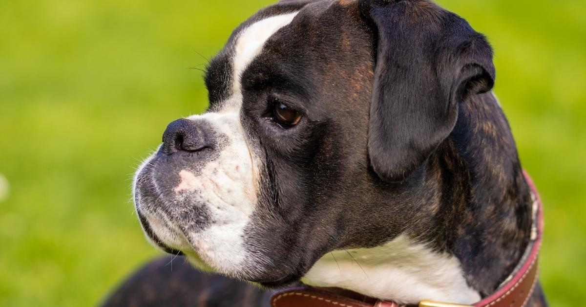 cachorros que não latem muito