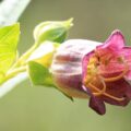 As 7 plantas mais venenosas do mundo