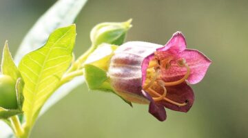 As 7 plantas mais venenosas do mundo